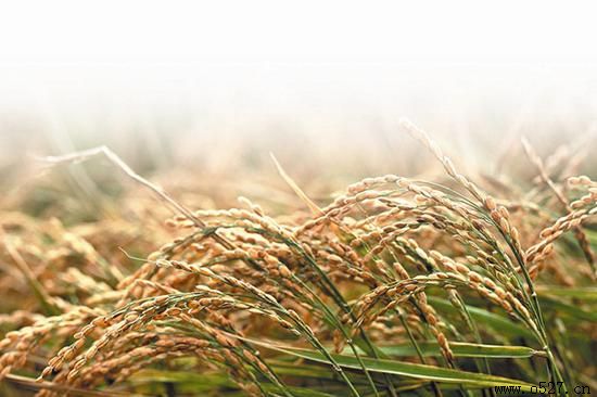 ��Ǩ���˹�˾